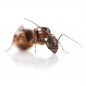 Preview: Camponotus sylvaticus